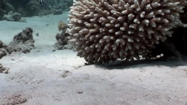 Coral subaquático do Mar Vermelho . — Vídeo de Stock