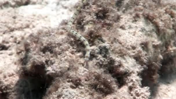 Uzun pipefish needlefish Mısır kırmızı deniz. — Stok video