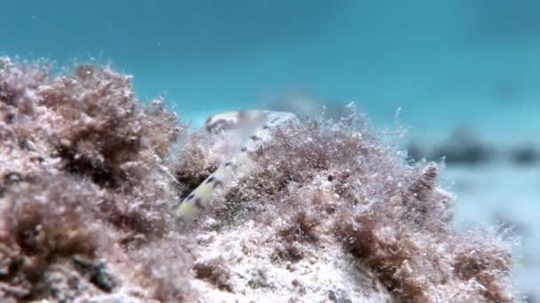 Long pipefish needlefish in Red sea of Egypt. — Stock Video