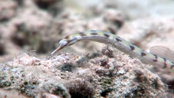 Hosszú kis tűhal needlefish a Red sea Egyiptom. — Stock videók