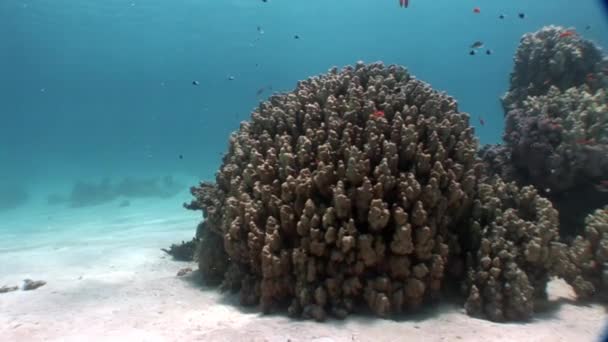 Coral bajo el agua en el Mar Rojo . — Vídeo de stock