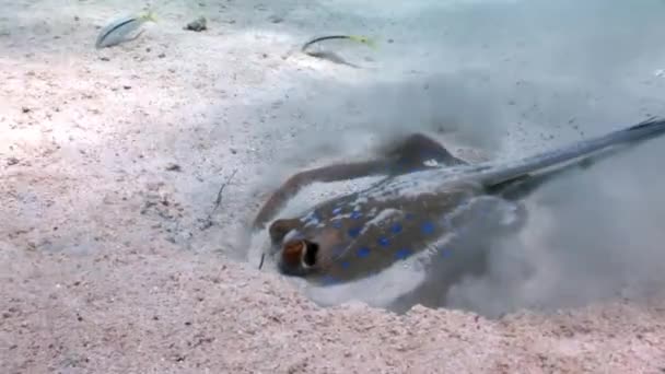 Mancha azul raya Taeniura Lumma escondido en la arena bajo el agua Mar Rojo . — Vídeo de stock