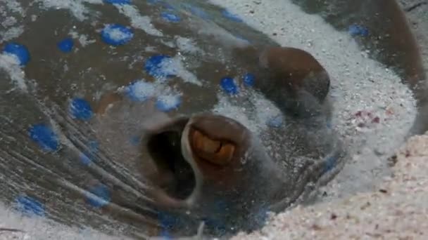 Nahaufnahme Blautopf-Stachelrochen taeniura lumma unter Wasser rotes Meer. — Stockvideo