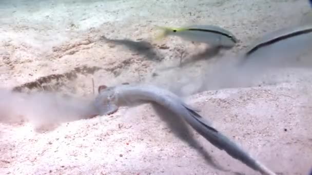 Bluespotted stingray Taeniura Lummou schovává v písku pod vodou Rudého moře. — Stock video