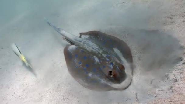 Bluespotted stingray Taeniura Lumma nascosto nella sabbia sott'acqua Mar Rosso . — Video Stock