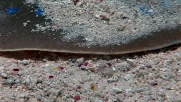 Bluespotted stingray Taeniura Lummou schovává v písku pod vodou Rudého moře. — Stock video