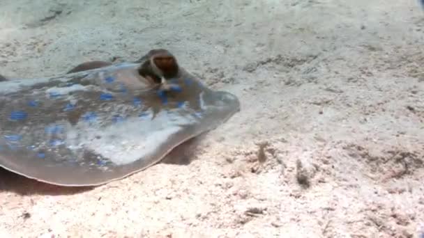 Bluespotted stingray Taeniura Lummou schovává v písku pod vodou Rudého moře. — Stock video