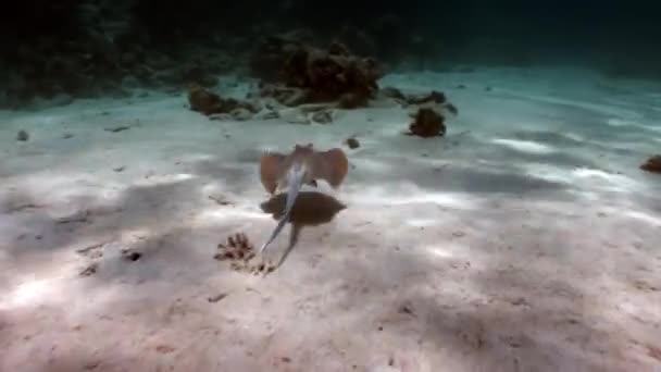 Bluespotted stingray Taeniura Lumma verbergen in zand onderwater rode zee. — Stockvideo