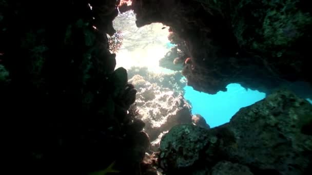 Mergulho no recife de coral relaxar subaquático Mar Vermelho . — Vídeo de Stock