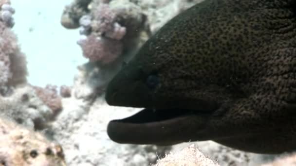 Head of giant moray eel in Red sea of Egypt. — Stock Video