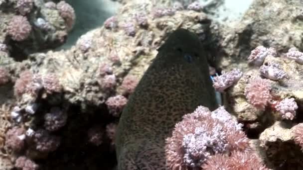 Cabeça de enguia moray gigante no Mar Vermelho do Egito . — Vídeo de Stock