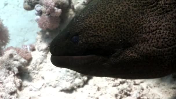 Head of giant moray eel in Red sea of Egypt. — Stock Video