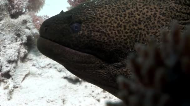 Testa di murena gigante nel Mar Rosso d'Egitto . — Video Stock