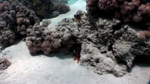 Clown poisson sous-marin Mer Rouge . — Video