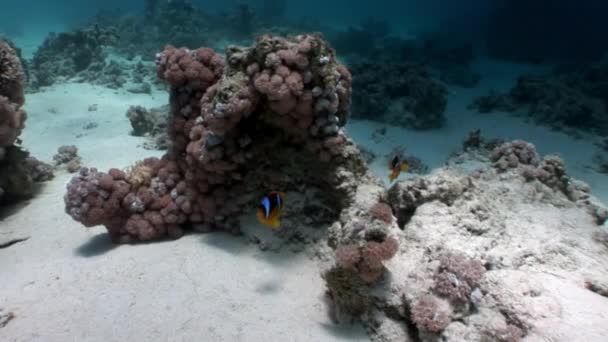 Plongée sous-marine dans le récif corallien se détendre sous l'eau Mer Rouge . — Video