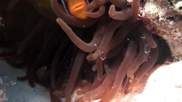 Átlátszó üveg tisztább víz alatti vörös-tengeri garnélarák. — Stock videók