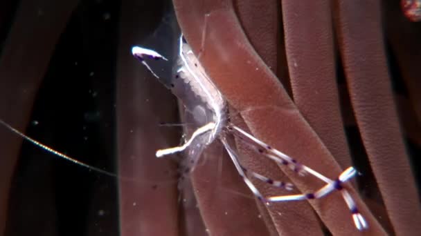 Skleněné průhledné krevety čistší pod vodou Rudého moře. — Stock video