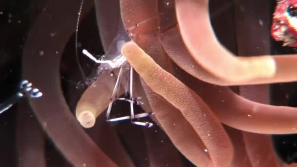 ガラスの透明なエビ赤海底クリーナー. — ストック動画