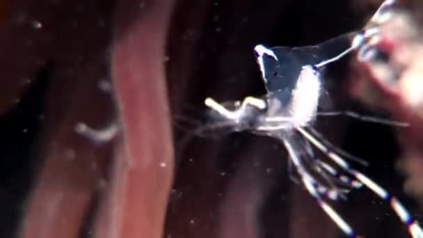 Glass transparent shrimp cleaner underwater Red sea. — Stock Video
