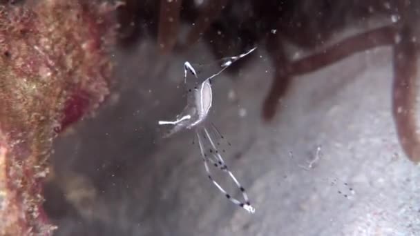 Limpador de camarão transparente vidro subaquático Mar vermelho . — Vídeo de Stock