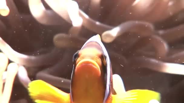 Clown fish in anemone underwater of Red sea. — Stock Video