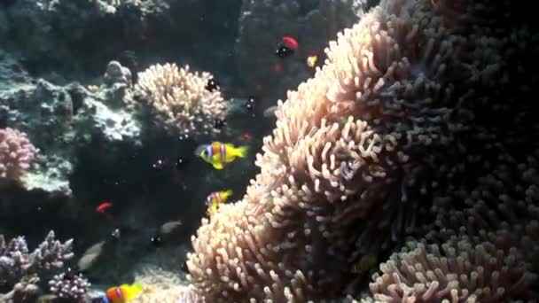 Clown fish in anemone underwater of Red sea. — Stock Video