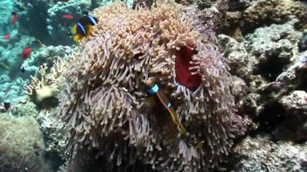 Clownfische in Anemonen-Unterwasser des Roten Meeres. — Stockvideo