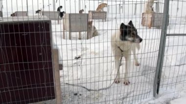 Tabanı kızağı köpek takım malamute Arctic Kuzey kutbunda üzerinde husky Eskimo.