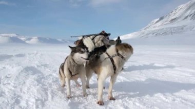 Kuzey kutup kuzey kutbunda yolda köpek kızağı takım husky Eskimo insanlar seferi.