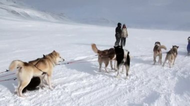 Kuzey kutup kuzey kutbunda yolda köpek kızağı takım husky Eskimo insanlar seferi.
