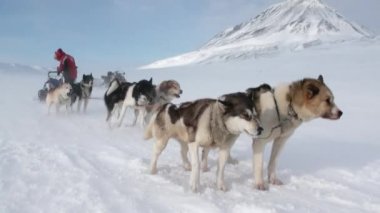 Adam köpek kızağı üzerinde takım husky Eskimo kutup kuzey kutbunda beyaz karlı yol üzerinde.