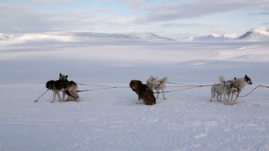Kızak köpek takım husky Eskimo kalan Kuzey kutup kuzey kutbunda beyaz karlı yol.