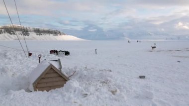 Kızak köpek takım malamute Arctic buzul arka plan üzerinde husky Eskimo dinlenme.