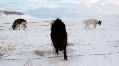 Kızak köpek takım malamute Arctic buzul arka plan üzerinde husky Eskimo dinlenme.