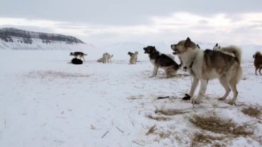 Kuzey kutup kuzey kutbunda yolda köpek kızağı takım husky Eskimo insanlar seferi.