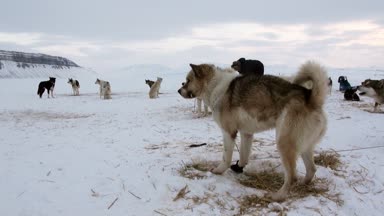 Köpek kızağı yolculukta insanların takım husky Eskimo Kuzey Kutbu Arctic içinde.