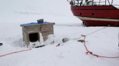 Kızak köpek takım malamute Arctic husky Eskimo dinlenme.