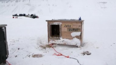 Kızak köpek takım malamute Arctic husky Eskimo dinlenme.