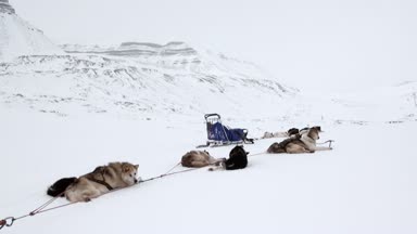 Kızak köpek takım husky Eskimo kalan Kuzey kutup kuzey kutbunda beyaz karlı yol.