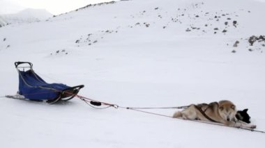 Kızak köpek takım husky Eskimo kalan Kuzey kutup kuzey kutbunda beyaz karlı yol.