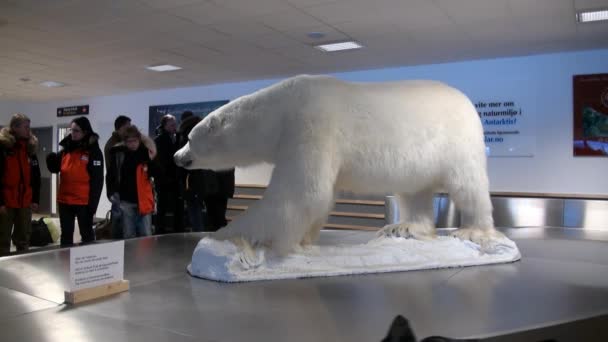 Osób na lotniska w pobliżu wypchane zwierzęta duży niedźwiedź polarny w Spitsbergen. — Wideo stockowe