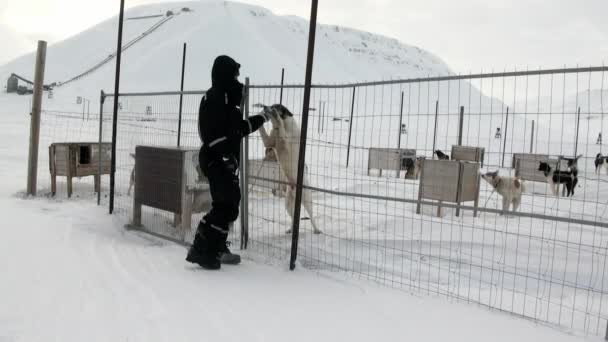 Man op basis van hondenslee team husky eskimo op Noordpool in Noordpoolgebied. — Stockvideo