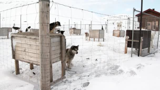 Base de trineo perro equipo malamute husky esquimal en Polo Norte en el Ártico . — Vídeo de stock