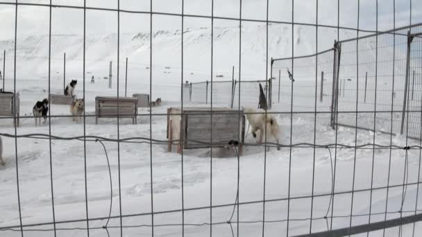 Base da equipe de cães de trenó malamute husky esquimó no Pólo Norte no Ártico . — Vídeo de Stock