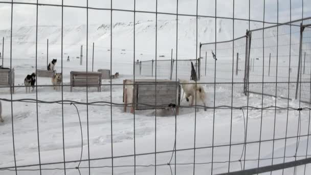 Base of sled dog team malamute husky Eskimo on North Pole in Arctic. — Stock Video