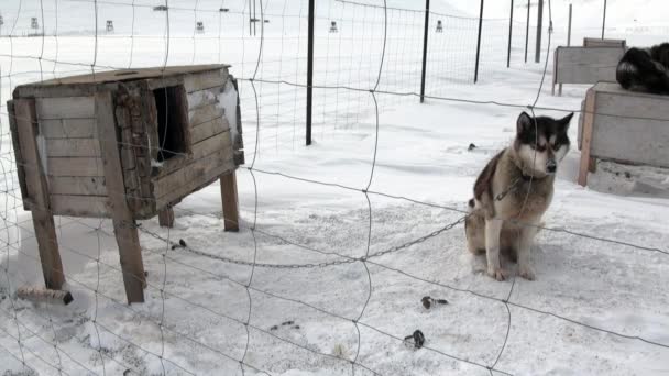 Baza psich zaprzęgów zespół malamute husky Eskimo na biegun północny w Arktyce. — Wideo stockowe