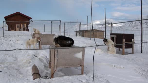 Baza psich zaprzęgów zespół malamute husky Eskimo na biegun północny w Arktyce. — Wideo stockowe
