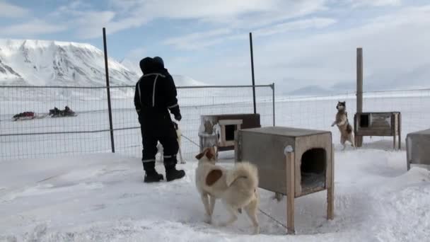 Homem na base de cão trenó equipe husky esquimó no Pólo Norte no Ártico . — Vídeo de Stock