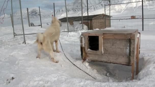 Baza psich zaprzęgów zespół malamute husky Eskimo na biegun północny w Arktyce. — Wideo stockowe