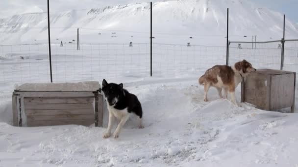 Base de l'équipe de chiens de traîneau malamute husky esquimau sur le pôle Nord en Arctique . — Video